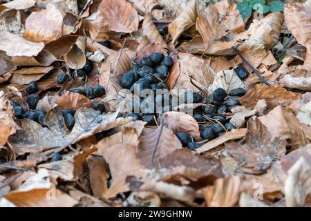 Roe Deer Droppings in a Italy Forest on a Background with dry Leaves. Fresh Manure of European Roe Cervine (Capreolus capreolus) in the Greenwood. Stock Photo