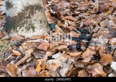Roe Deer Droppings in a Italy Forest on a Background with dry Leaves. Fresh Manure of European Roe Cervine (Capreolus capreolus) in the Greenwood. Stock Photo