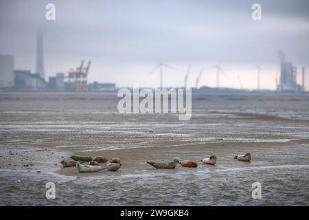 Bob of Seals Resting on Sand Bank on Fano Island, with Esbjerg Harbour on the background, Denmark Stock Photo