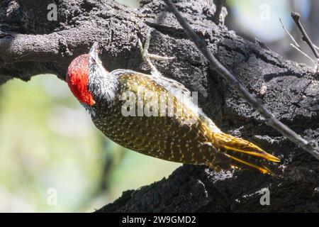 Male Cardinal Woodpecker (Dendropicos fuscescens) foraging in a tree, Limpopo, South Africa Stock Photo