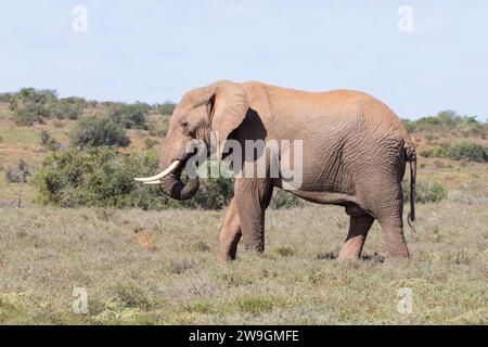 Lone African Bush Elephant (Loxodonta africana) in grassland savannah Addo Elephant National Park, Eastern Cape, South Africa Stock Photo