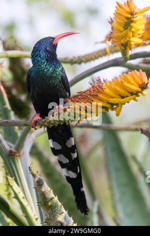 Green Wood Hoopoe (Phoeniculus purpureus) formerly Red-billed Wood Hoopoe perched on aloe, Limpopo, South Africa Stock Photo
