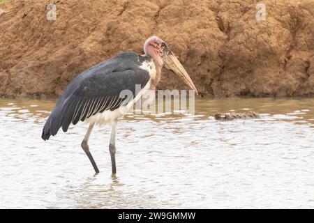 Marabou Stork (Leptoptilos crumeniferus) Stock Photo