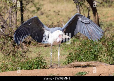 Marabou Stork (Leptoptilos crumeniferus), Kruger National Park, Limpopo, South Africa with outstretched wings Stock Photo