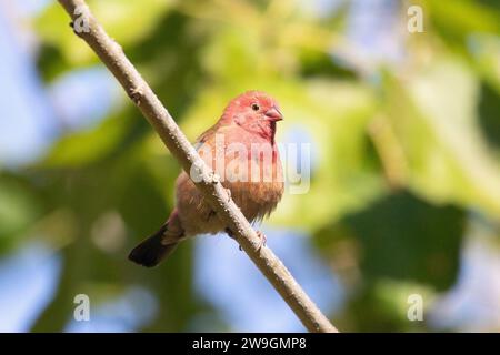 Male Red-billed Firefinch (Lagonosticta senegala), Limpopo, South Africa, perched in tree Stock Photo
