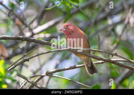 Male Red-billed Firefinch (Lagonosticta senegala), Limpopo, South Africa, perched in tree Stock Photo