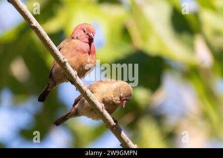 Breeding pair of Red-billed Firefinch (Lagonosticta senegala), Limpopo, South Africa, perched in tree Stock Photo
