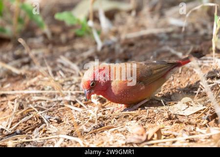 Male Red-billed Firefinch (Lagonosticta senegala), Limpopo, South Africa foraging on the ground Stock Photo