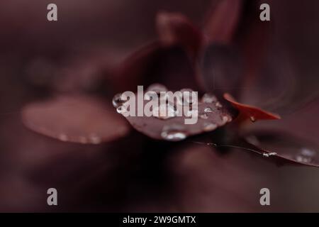 Raindrop of Red leaf nature macro photography sigma lens 100mm Stock Photo