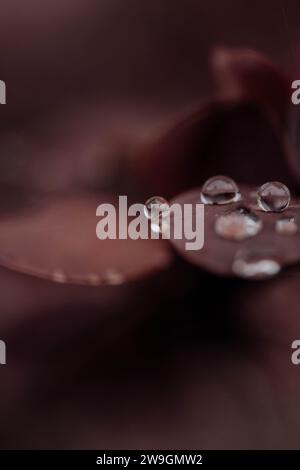 Raindrop of Red leaf nature macro photography sigma lens 100mm Stock Photo