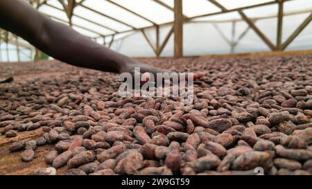 View from a african man with is hand over cocoa beans ,Sao Tome e Principe,Africa Stock Photo