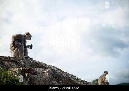 Two langur, with its long tail gracefully draped over its back, sits perched atop a moss-covered rock, surveying its lush jungle kingdom Stock Photo