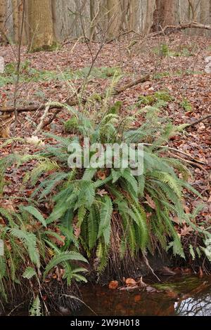 Natural vertical closeup on the European evergreen, Hard fern, Blechnum spicant in a forest ditchside Stock Photo