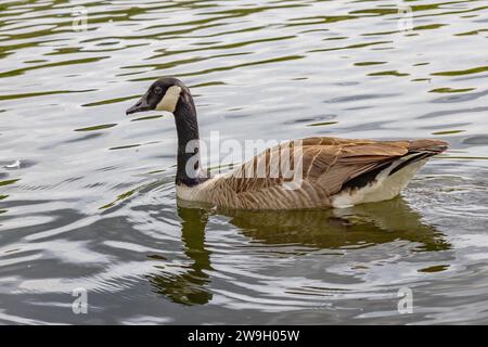 Canada goose (Branta canadensis), swimming in a pond. It is brown-backed, light-breasted North American goose with a black head and neck. Stock Photo