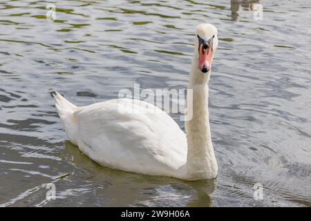 A Mute swan (Cygnus olor) swimming in a pond Stock Photo