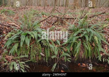 Natural closeup on two European evergreen, Hard fern, Blechnum spicant in a forest ditchside Stock Photo