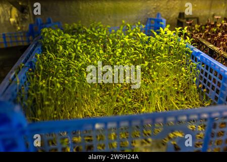 Microgreens – possibly coriander – grow densely packed in a blue plastic crate inside the Xara Gardens growing chamber at the Xara Lodge hotel in Rabat, Malta. Stock Photo