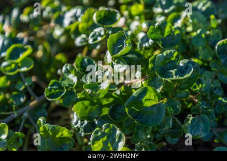 Sustainability Gardener of Xara Lodge in Rabat, Malta Stock Photo