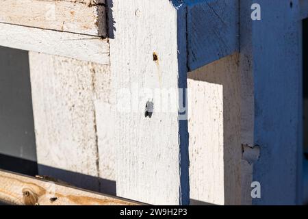 Black soldier fly (Hermetia illucens) of the sustainability Gardener of Xara Lodge in Rabat, Malta Stock Photo