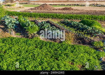 Sustainability Gardener of Xara Lodge in Rabat, Malta Stock Photo