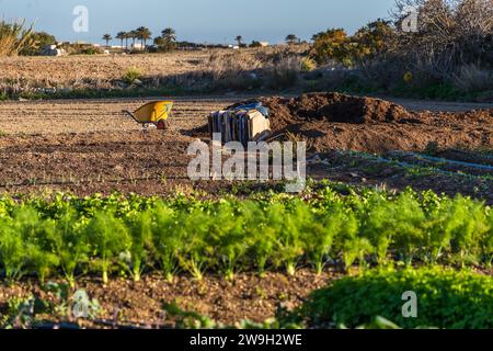 Sustainability Gardener of Xara Lodge in Rabat, Malta Stock Photo