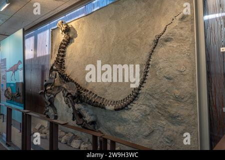 Fossilized skeleton of a young camarasaurus in the Quarry Exhibit Hall ...