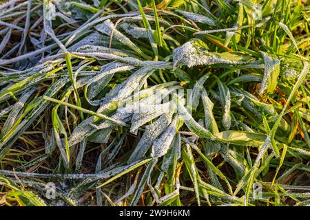 Green blades of grass with ice and crystals on a meadow in winter frost Stock Photo