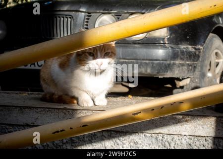 Street cat beside the car Stock Photo