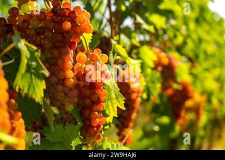 Weintrauben an einem Weinberg in Zellenberg, Elsass, Frankreich  |  grapes of a vineyard in Zellenberg, Alsace, France Stock Photo