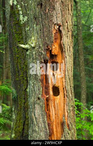 Forest snag along East Ridge Trail, Nipmuck State Forest, Connecticut Stock Photo