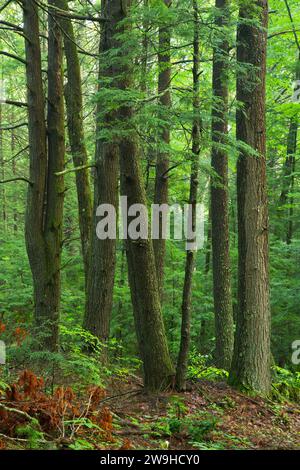 Forest along East Ridge Trail, Nipmuck State Forest, Connecticut Stock Photo