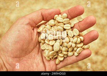 Farmer showing picked coffee beans in his hands, selective focus Stock Photo