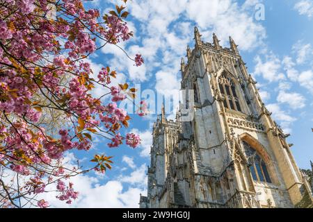 York, England, 1st, May, 2018, York Minsters west bell towers, and pink cherry blossom in early morning sunshine. Stock Photo