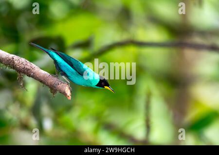 Turquoise colored, Green Honeycreeper, chlorophanes spiza, preparing to take flight from a branch Stock Photo