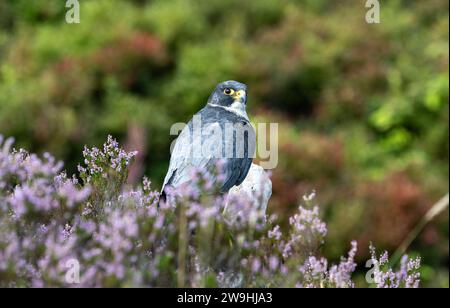 A male captive Peregrine Falcon, Falco peregrinus, sat among heather on a moor after hunting at a falconry centre, North Yorkshire, UK. Stock Photo