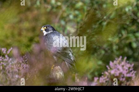 A male captive Peregrine Falcon, Falco peregrinus, sat among heather on a moor after hunting at a falconry centre, North Yorkshire, UK. Stock Photo