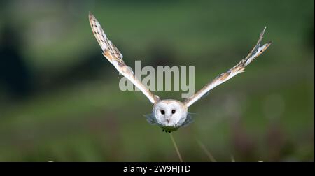 Barn Owl, Tyto alba, at a falconry centre hunting over grassland. North Yorkshire, UK. Stock Photo