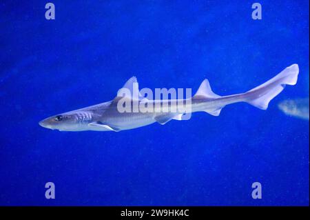Starry smooth-hound (Mustelus asterias) is a shark native to Mediterranean Sea and Atlantic coasts to central Europe and northern Africa. Stock Photo