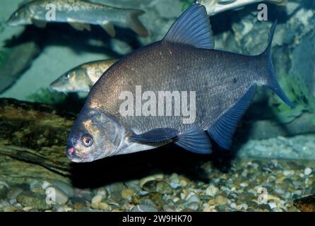 White-eye bream (Abramis sapa or Ballerus sapa) is a freshwater fish native to eastern Europe and central Asia rivers. Stock Photo
