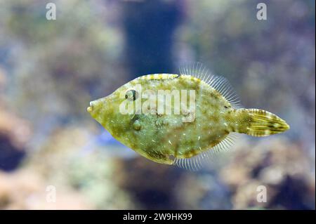 Bristle-tail filefish (Acreichthys tomentosus) is a tropical marine fish native to Indo-Pacific Ocean. Stock Photo