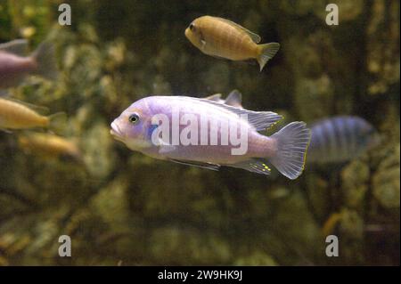 Convict cichlid (Amatitlania nigrofasciata or Cichlasoma nigrofasciatum) is a fresh water fish native to Central America. Stock Photo