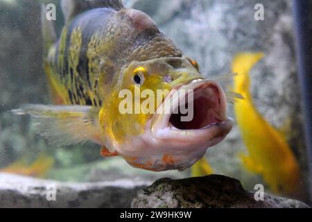 Midas cichlid (Amphilophus citrinellus) is a fresh water fish endemic to Costa Rica and Nicaragua and highly appreciated in aquariums. Stock Photo