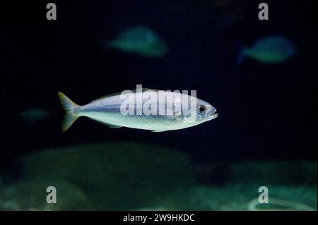 Bogue (Boops boops) is a marine fish native to Mediterranean Sea ans easter Atlantic Ocean. Stock Photo
