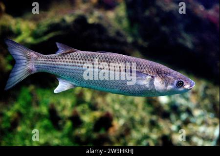 Thicklip grey mullet (Chelon labrosus) is a marine fish native to Mediterranean Sea, European Atlantic coast and northern Africa coast. Stock Photo