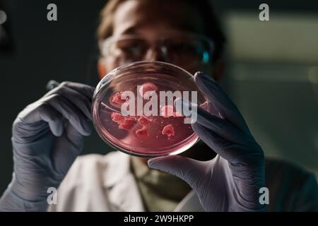 Low angle closeup of petri dish with pieces of meat in hands of young female scientist examining it Stock Photo