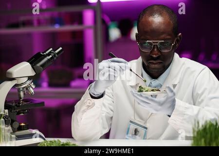 Young researcher sitting at desk in lab putting small herbal sample in petri dish using tongs Stock Photo