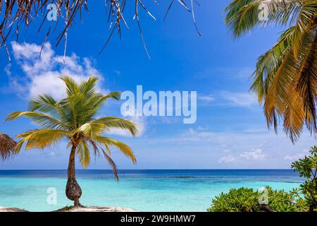 Tropical green vegeation with palm tree and bush on sandy beach of tropical island in front of turquoise ocean. Beautiful blue sky framing scenery Stock Photo