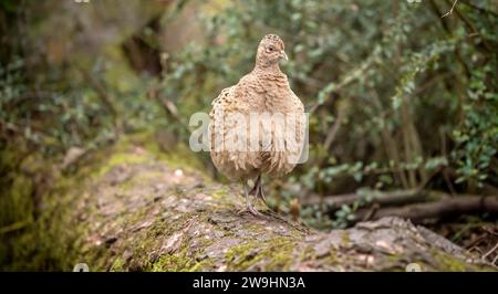 Pheasant, female displaying on a tree trunk in a forest, close up Stock Photo