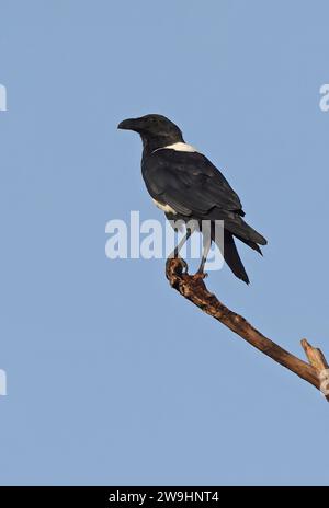 Pied Crow (Corvus albus) adult perched on dead branch  Atewa range, Ghana, Africa.          Decembeer Stock Photo