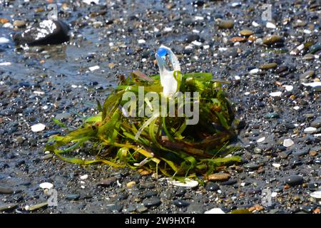Original art by me. Crab claw holding a blue marble in seaweed on the beach. Stock Photo